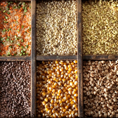 Granos y cereales sin procesar —lentejas, cebada, maíz, garbanzos y legumbres— en compartimentos de madera